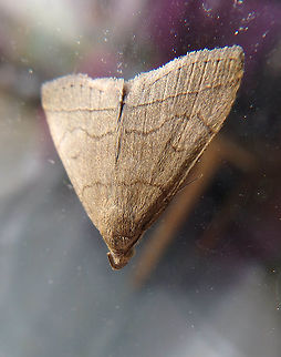 Litter moth Seen in my terrace at home. I live close to woodlands and marshes. Sint-Joris-Weert, Belgium. June 2016. Belgium,Geotagged,Spring,Zanclognatha tarsipennalis
