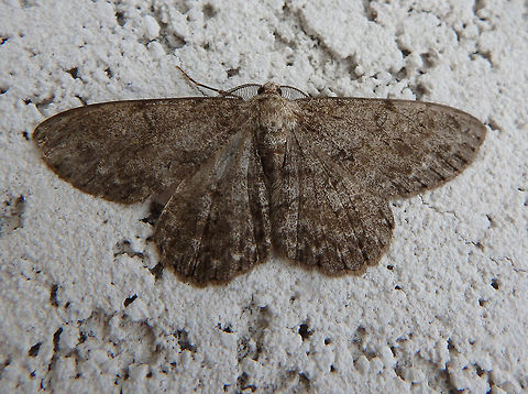 Pale oak beauty - Hypomecis punctinalis Wall of my neighbor's house. Sint-Joris Weert, Belgium. Found during the day. June 2016. Belgium,Geotagged,Hypomecis punctinalis,Pale oak beauty,Spring