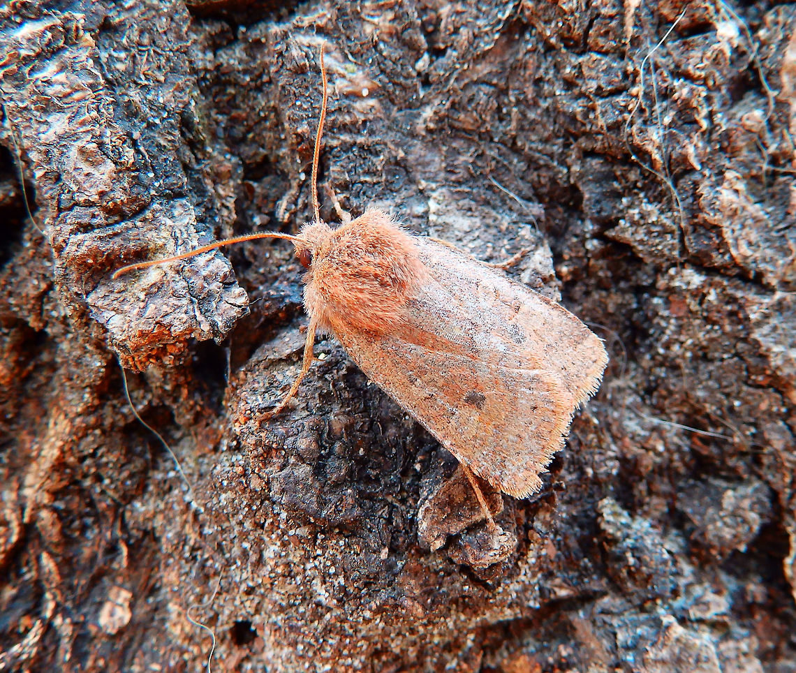 Small Quaker In the bark of a tree. Meerdaalbos, Belgium. April, 2016. Belgium,Geotagged,Orthosia cruda,Small Quaker,Winter