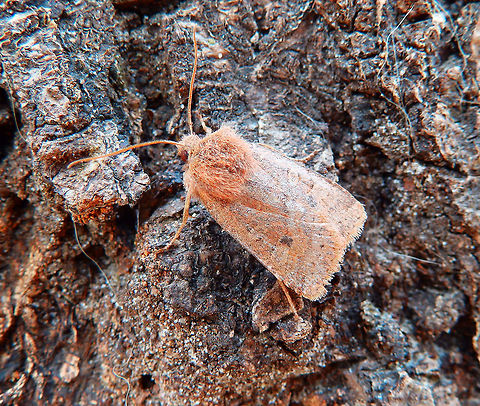 Small Quaker In the bark of a tree. Meerdaalbos, Belgium. April, 2016. Belgium,Geotagged,Orthosia cruda,Small Quaker,Winter