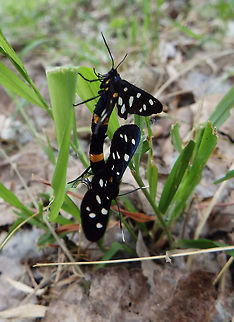 Nine-spotted moth Krka National Park, Croatia Amata phegea,Croatia,Geotagged,Nine-spotted moth,Spring