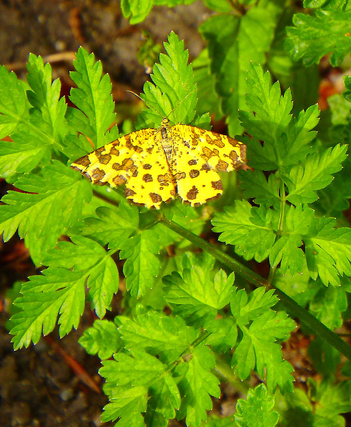 Speckled Yellow Prairy in the town of Pltivice, Croatia. June 1, 2016.    Croatia,Geotagged,Moth Week 2018,Pseudopanthera macularia,Spring