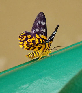 False Tiger Moth Flying near our boat during a boat tour in the Kinabatangan, area of Sukau, Sabah. Sep, 2015.

       Dysphania militaris,Fall,Geotagged,Malaysia
