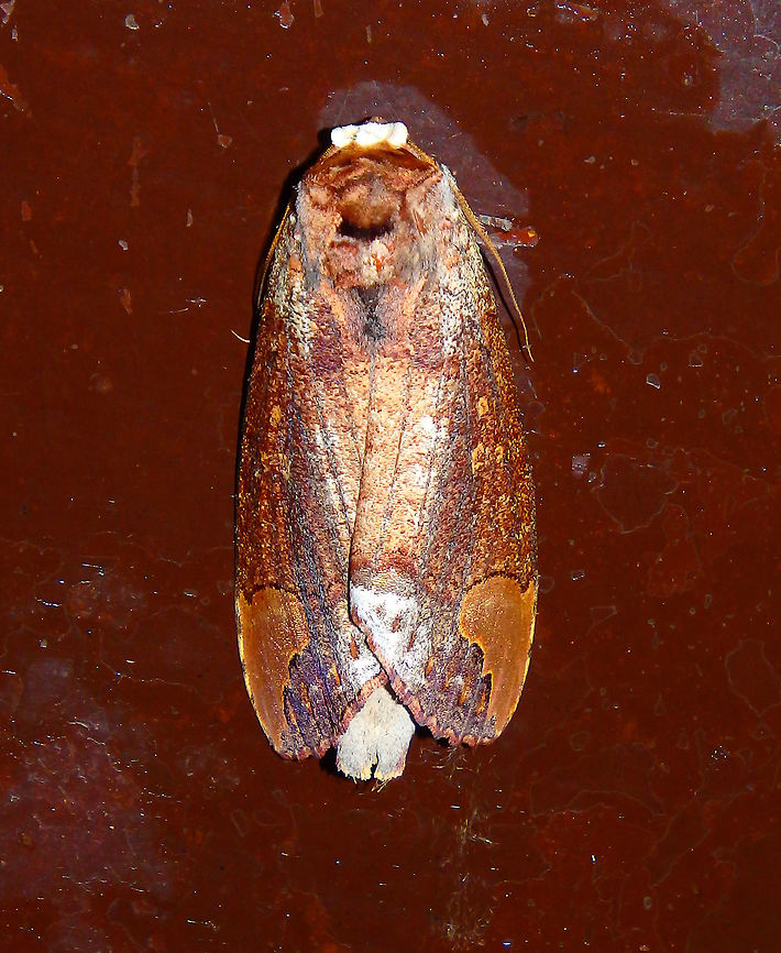 Moth - needs ID Tabin, Sabah. Sep 2015.    Geotagged,Malaysia,Summer