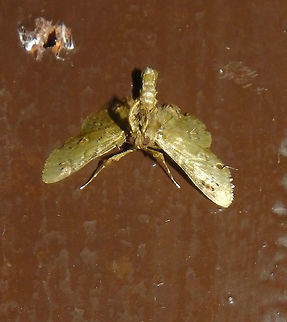 Bornean Moth -Needs ID Tabin, Sabah. Nocturnal. Sep, 2015.     Geotagged,Malaysia,Summer