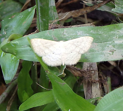 Bornean Moth -Needs ID Tabin, Sabah. Diurnal. Sep, 2015.   Geotagged,Malaysia,Summer