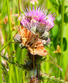 Burnet Companion Moth Silsombos, Belgium. June, 2015. Belgium,Burnet Companion Moth,Euclidia glyphica,Geotagged,Spring