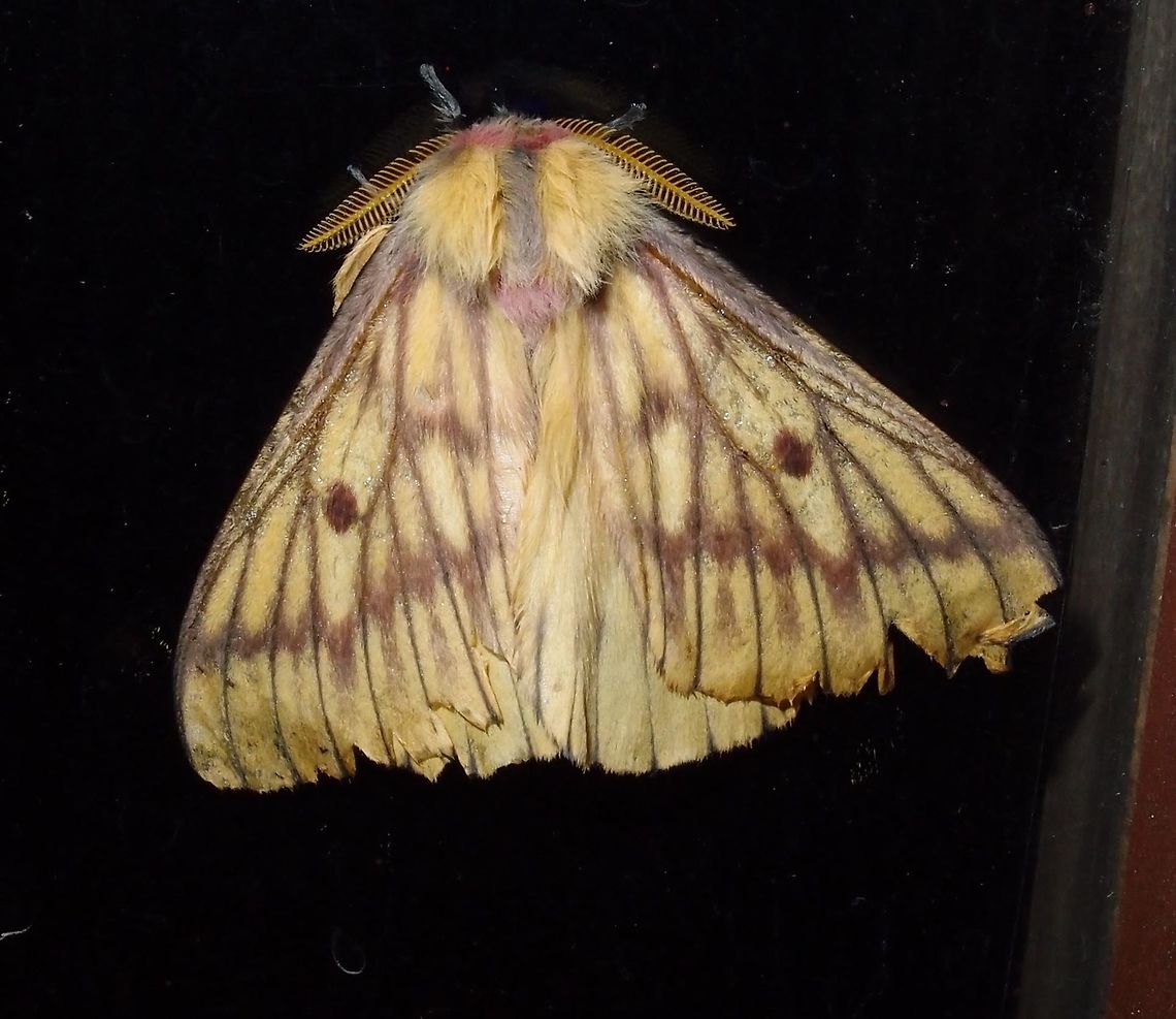Costa Rican Saturnid Moth -Xanthodirphia amarilla Forested area. In the night they approached the windows of our lodge. Paraiso Quetzal, close to San Gerardo de Dota and Cerro de la Muerte.<br />
I would be very grateful for any help on the ID. I am years searching for it!         Costa Rica,Geotagged,Spring,Xanthodirphia amarilla