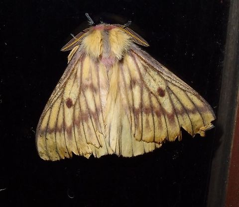 Costa Rican Saturnid Moth -Xanthodirphia amarilla Forested area. In the night they approached the windows of our lodge. Paraiso Quetzal, close to San Gerardo de Dota and Cerro de la Muerte.
I would be very grateful for any help on the ID. I am years searching for it!         Costa Rica,Geotagged,Spring,Xanthodirphia amarilla