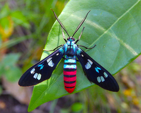 Sulawesi Tiger Moth (Euchromia creusa) Seen in Lembeh Island, just behind our cabin, in a thick bushed forest by a lagoon from the Walenekoko Bay. May 2018. Euchromia creusa,Geotagged,Indonesia,Spring