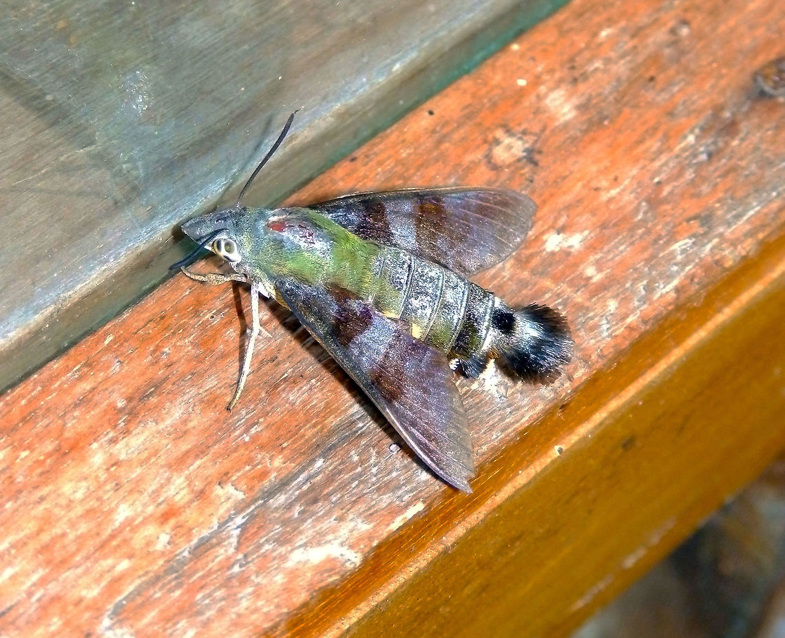 Sulawesi Hummingbird Hawkmoth (Macroglossum corythus) Our last day in our cabin this beauty entered in and was trying to fly away but got stucked at the window glasses. Made the customary pics and released him before he would suffer too much stress. He seemed a bit old and rugged but still very pretty. <br />
May 31, 2018.<br />
<a href="http://lepidoptera.butterflyhouse.com.au/sphi/corythus.html" rel="nofollow">http://lepidoptera.butterflyhouse.com.au/sphi/corythus.html</a> Geotagged,Indonesia,Macroglossum corythus,Spring