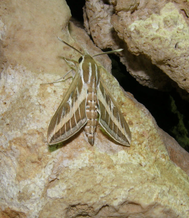 Striped hawk-moth (Hyles livornica) Seen in Hamata, Egypt. In a resort area next to the Red Sea. November 2009. Egypt,Fall,Geotagged,Hyles livornica,Striped hawk-moth