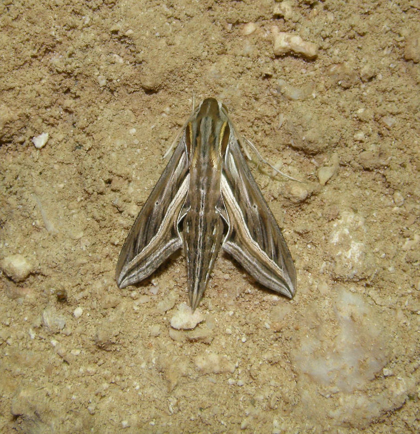 Silver-striped hawk-moth (Hippotion celerio) Seen the same night in Hamata at the resort next to the sea. Still looking for the species. November 2009.<br />
Just found the ID here:<br />
<a href="https://africawild-forum.com/viewtopic.php?t=3184&amp;start=20" rel="nofollow">https://africawild-forum.com/viewtopic.php?t=3184&amp;start=20</a> Egypt,Fall,Geotagged,Hippotion celerio,Silver-striped hawk-moth