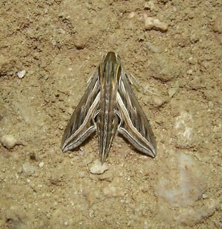 Silver-striped hawk-moth (Hippotion celerio) Seen the same night in Hamata at the resort next to the sea. Still looking for the species. November 2009.
Just found the ID here:
https://africawild-forum.com/viewtopic.php?t=3184&start=20 Egypt,Fall,Geotagged,Hippotion celerio,Silver-striped hawk-moth