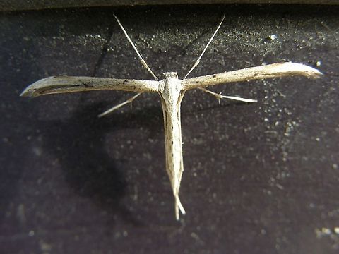 T-Moth (Emmelina monodactyla) Found in the door of my car one morning in August 2012. We live close to forests and marshy rivers so that may be its real habitat.   Belgium,Emmelina monodactyla,Geotagged,Morning glory plume moth,Summer