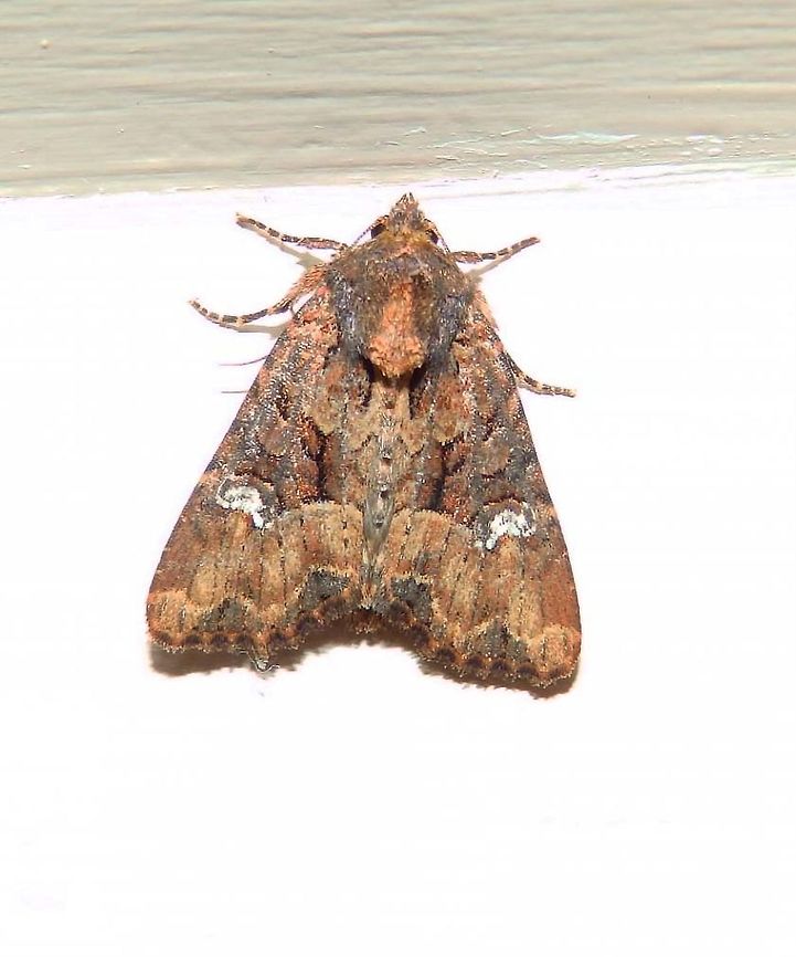 Common Rustic (Mesapamea secalis) Seen in my house in Aug 1, 2013.<br />
This Moth Week is serving me to not only undust but also find IDs for some long time unidentified species! <br />
I have just found its match here:<br />
<a href="https://www.vlinderstichting.nl/vlinders/overzicht-vlinders/details-vlinder/halmrupsvlinder" rel="nofollow">https://www.vlinderstichting.nl/vlinders/overzicht-vlinders/details-vlinder/halmrupsvlinder</a>      Belgium,Geotagged,Mesapamea secalis,Summer