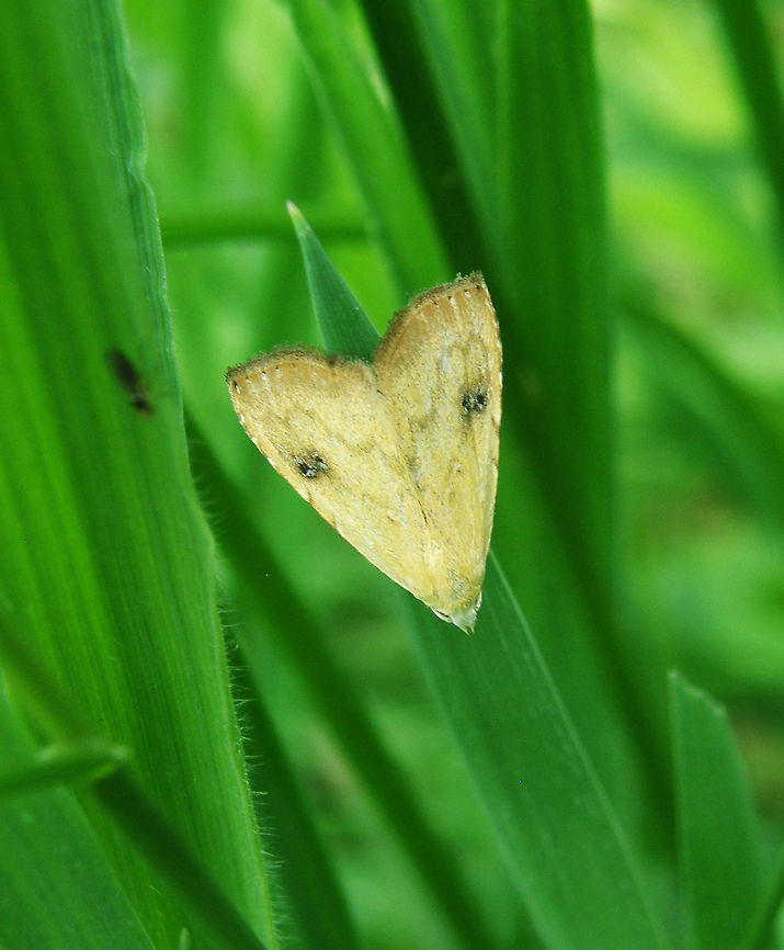 Straw Dot (Rivula sericealis) In a forested area in Lubbeek, Belgium. August 2012. Belgium,Geotagged,Rivula sericealis,Summer
