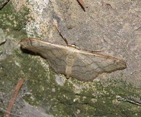 Riband Wave (Idaea aversata) In Lubbeek, forested area. August 2012. Belgium,Geotagged,Idaea aversata,Riband Wave,Summer