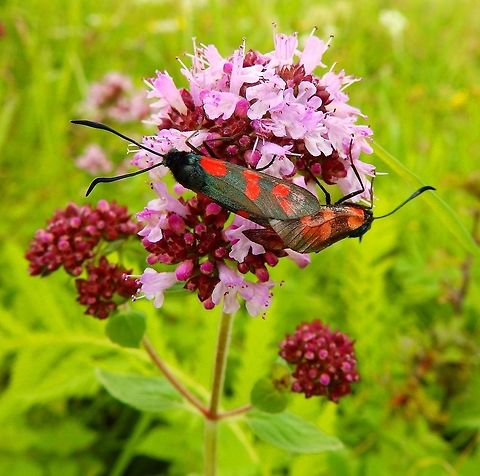 Six-spot burnet (Zygaena filipendulae) In Sint-Pietersberg, Maastricht, Holland. Aug 24, 2014.        Geotagged,Netherlands,Six-spot burnet,Summer,Zygaena filipendulae