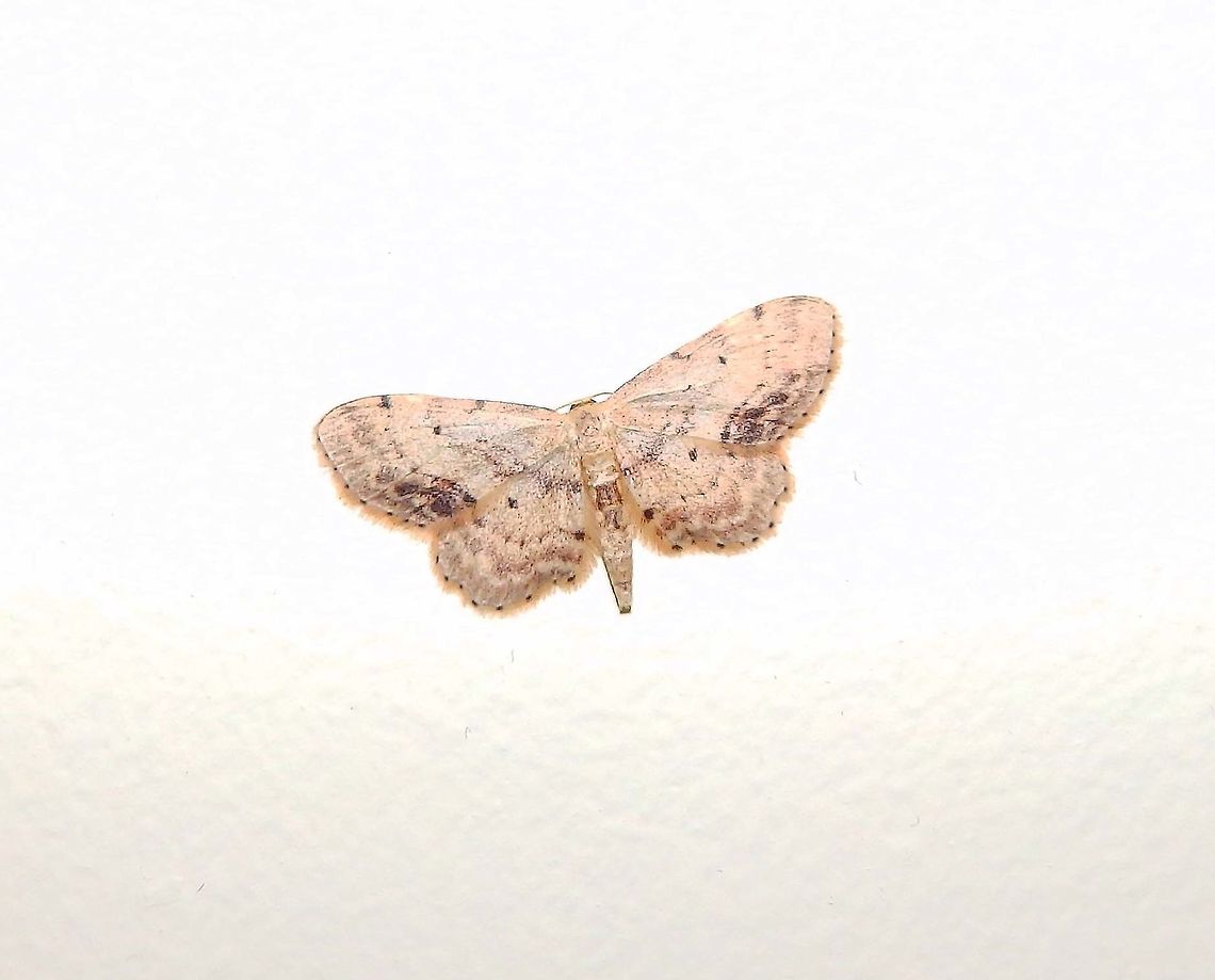 Single-dotted wave (Idaea dimidiata) At my house, June 2015. We live near forests and meadows so these could be their real habitat. Belgium,Geotagged,Idaea dimidiata,Single-dotted wave,Spring