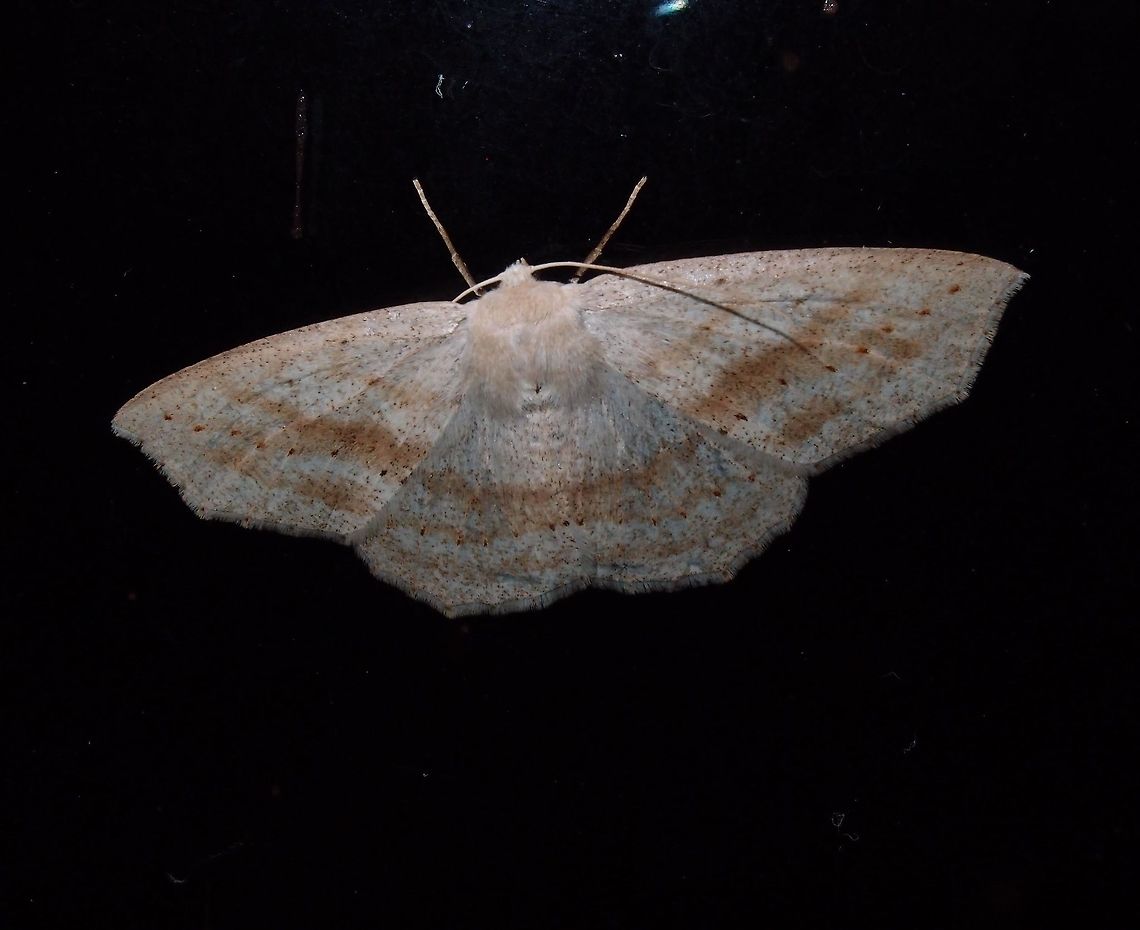 Geometridae moth -needs ID Paraiso Quetzal, Costa Rica - April 2014.     Costa Rica,Geotagged,Spring