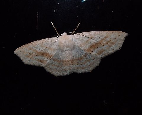 Geometridae moth -needs ID Paraiso Quetzal, Costa Rica - April 2014.     Costa Rica,Geotagged,Spring