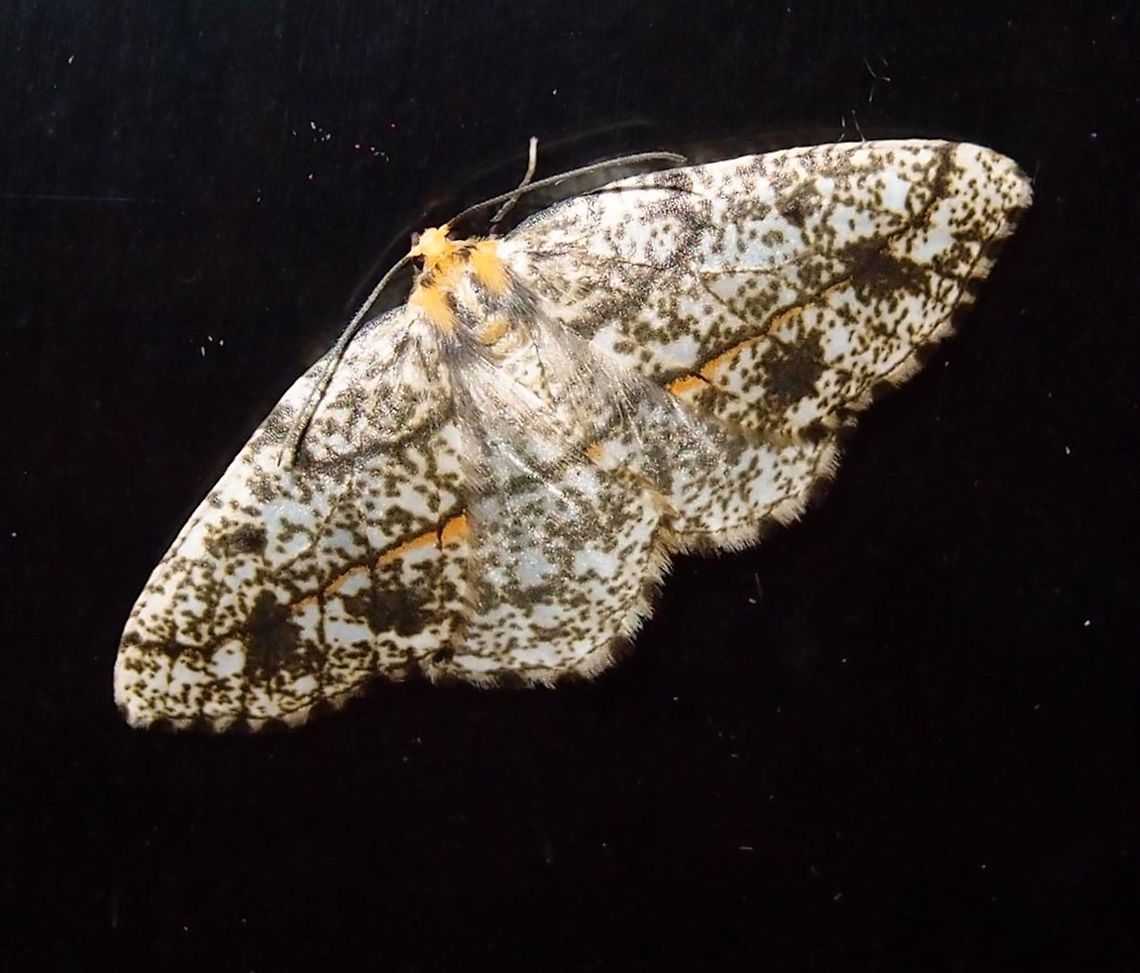 Geometridae? Needs ID Paraiso Quetzal, Costa Rica - April 2014.      Costa Rica,Geotagged,Spring