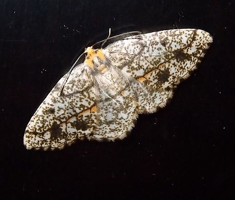 Geometridae? Needs ID Paraiso Quetzal, Costa Rica - April 2014.      Costa Rica,Geotagged,Spring