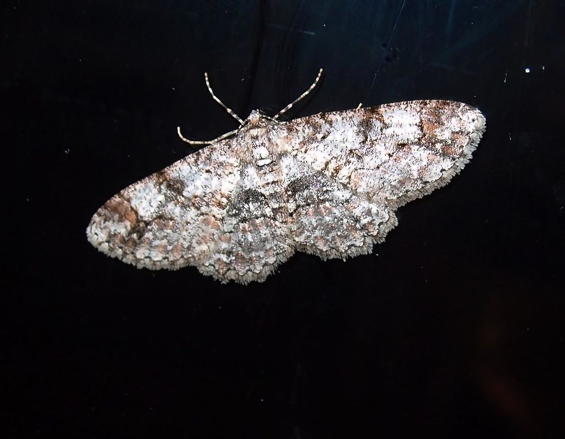 Geometridae?? Needs ID Paraiso Quetzal, Costa Rica - April 2014.  Costa Rica,Geotagged,Spring