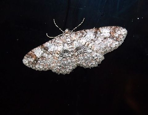 Geometridae?? Needs ID Paraiso Quetzal, Costa Rica - April 2014.  Costa Rica,Geotagged,Spring