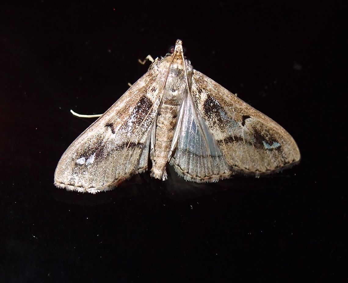 Needs ID Paraiso Quetzal, Costa Rica - April 2014.          Costa Rica,Geotagged,Spring