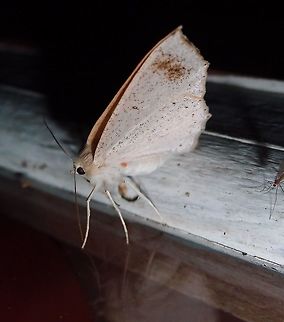 Needs ID Paraiso Quetzal, Costa Rica - April 2014.         Costa Rica,Geotagged,Spring