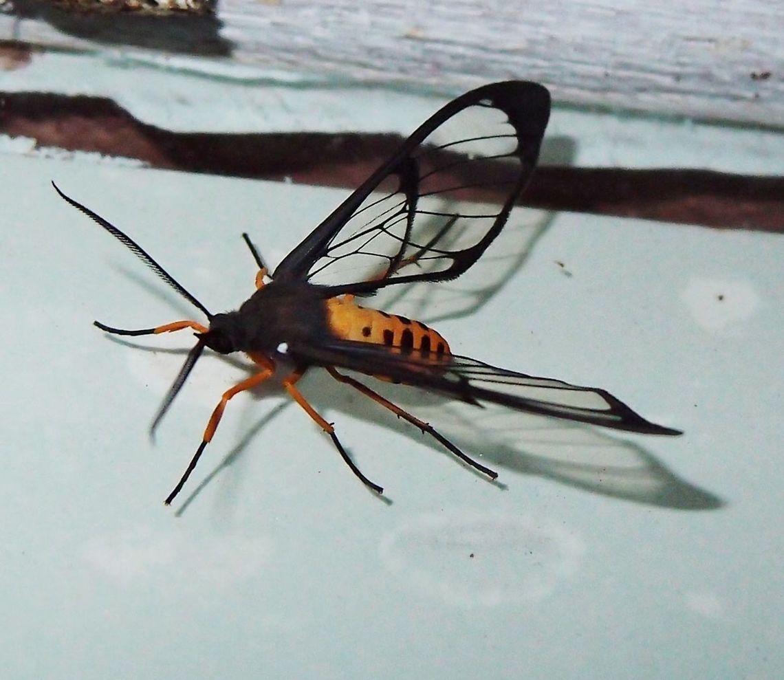 Needs ID Paraiso Quetzal, Costa Rica - April 2014.         Costa Rica,Geotagged,Spring