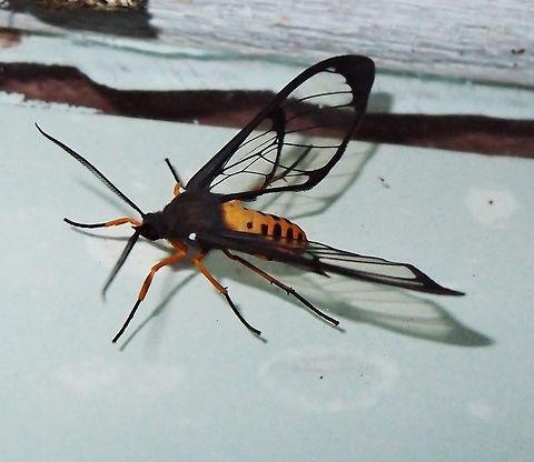 Needs ID Paraiso Quetzal, Costa Rica - April 2014.         Costa Rica,Geotagged,Spring