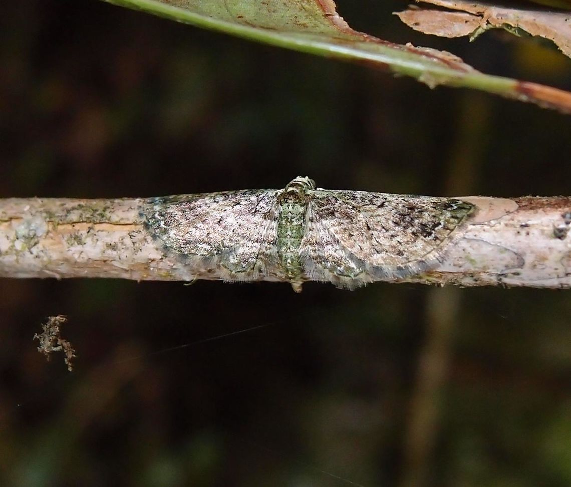 Mimetic moth -Eupithecia sp. In the woods of Paraiso Quetzal, Costa Rica - April 2014.  Costa Rica,Geotagged,Spring