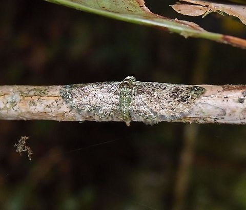 Mimetic moth -Eupithecia sp. In the woods of Paraiso Quetzal, Costa Rica - April 2014.  Costa Rica,Geotagged,Spring