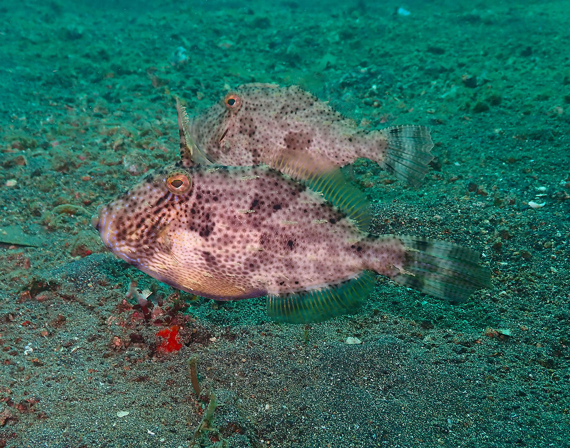 Strap-weed filefish (Pseudomonacanthus macrurus) Jahir, Lembeh. Male in front, was always protecting the female. Geotagged,Indonesia,Pseudomonacanthus macrurus,Spring,Strap-weed filefish