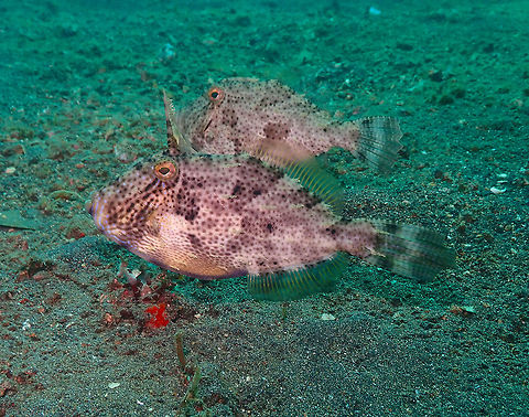Strap-weed filefish (Pseudomonacanthus macrurus) Jahir, Lembeh. Male in front, was always protecting the female. Geotagged,Indonesia,Pseudomonacanthus macrurus,Spring,Strap-weed filefish