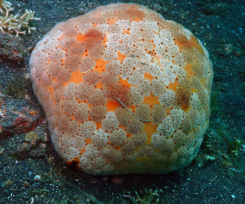 Pincushion Sea Star (Culcita novaguineae) Jahir, Lembeh. Culcita novaeguineae,Geotagged,Indonesia,Pin-cushion Sea Star,Spring