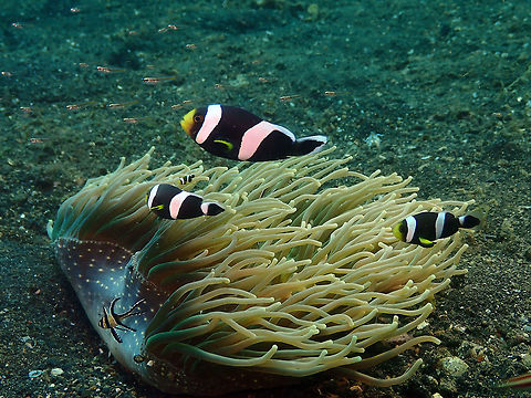 Saddleback clownfish, Indonesia  Amphiprion polymnus,Geotagged,Indonesia,Saddleback clownfish,Spring