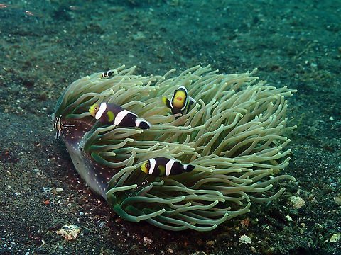 Saddleback clownfish (Amphiprion polymnus)-2 Jahir, Lembeh. Is the same group as in the previous spotting but here in the one facing towards the camera I think there may be a parasite in its mouth. Amphiprion polymnus,Geotagged,Indonesia,Saddleback clownfish,Spring