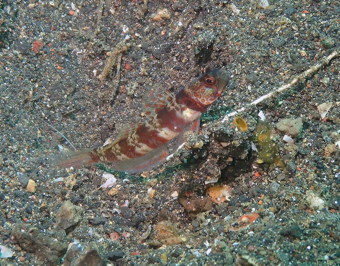 Broad-Banded Shrimp-Goby (Amblyeleotris periophthalma) Jahir, Lembeh. Yes, it had a bulldozer shrimp partner. I have a video which I will post later on. Amblyeleotris periophthalma,Geotagged,Indonesia,Spring