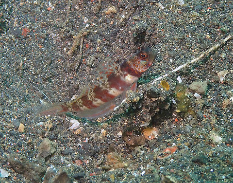 Periophthalma Prawn-goby