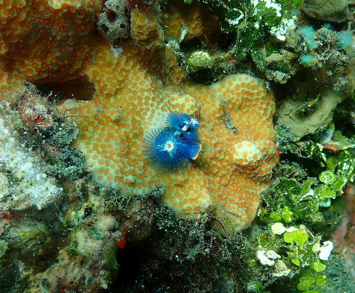 X-mas Tree Worm (Spirobranchus giganteus ssp. corniculatus) Jahir, Lembeh. Christmas tree worm,Geotagged,Indonesia,Spirobranchus giganteus,Spring