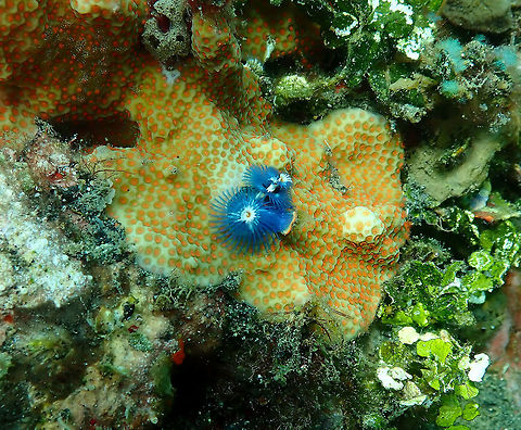 X-mas Tree Worm (Spirobranchus giganteus ssp. corniculatus) Jahir, Lembeh. Christmas tree worm,Geotagged,Indonesia,Spirobranchus giganteus,Spring