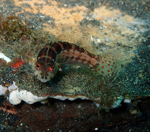 Parapercis_snyderi  Geotagged,Indonesia,Parapercis snyderi,Snyders grubfish,Spring