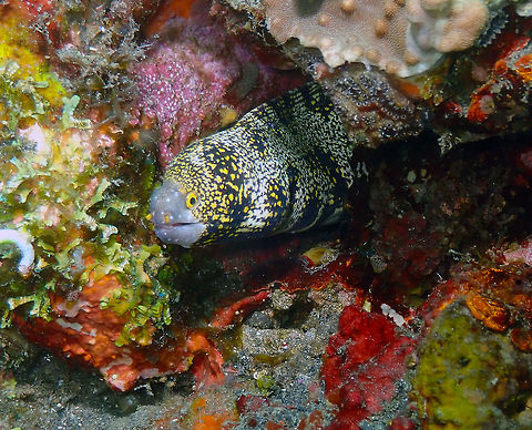 Snowflake Moray (Echidna nebulosa) Jahir, Lembeh. Echidna nebulosa,Geotagged,Indonesia,Snowflake moray,Spring