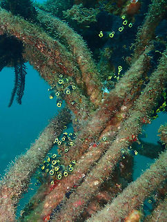 Clavelina robusta Jahir, Lembeh. Clavelina robusta,Geotagged,Indonesia,Spring