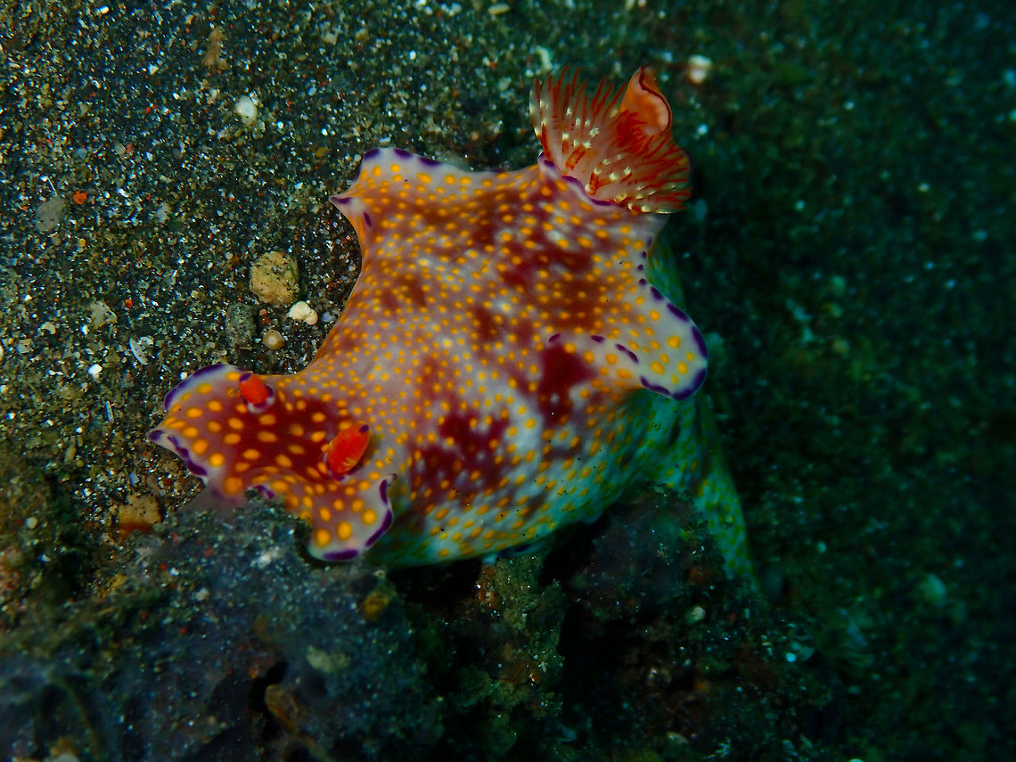Ceratosoma tenue Jahir, Lembeh. Ceratosoma tenue,Geotagged,Indonesia,Purple-edged Ceratosoma,Spring