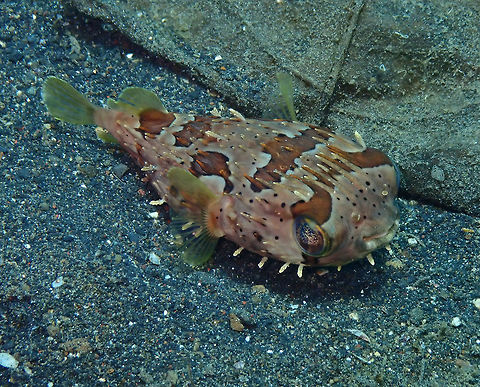 Longspined porcupinefish (Diodon holocanthus) Jahir, Lembeh. Diodon holocanthus,Longspined porcupinefish